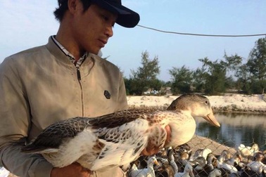 Kiến trúc sư trẻ bỏ thành phố về quê… nuôi vịt biển