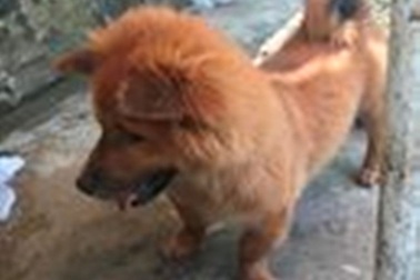 Người đàn ông lên cơn dại tử vong sau 2 năm bị chó cắn