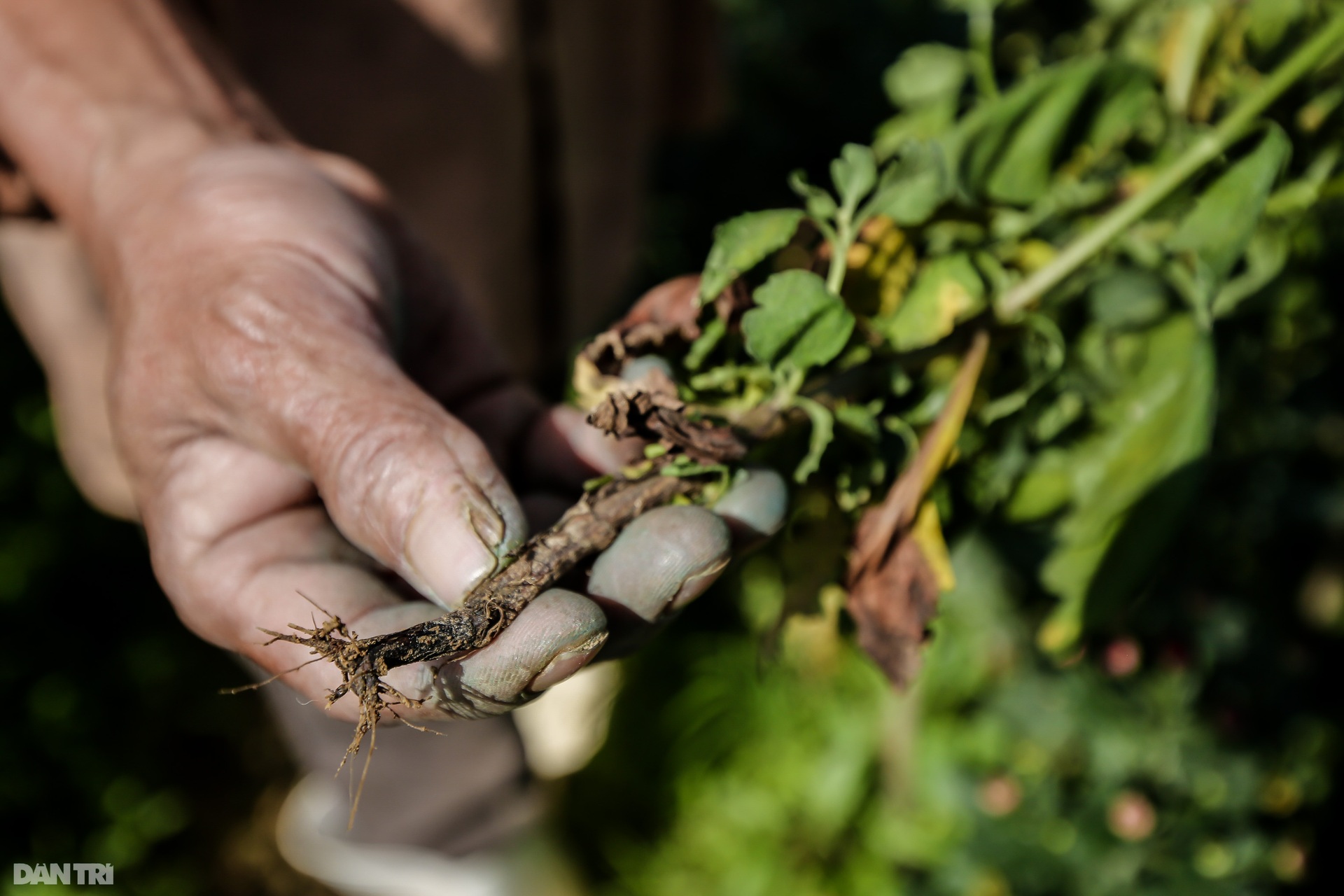 Nông dân Thừa Thiên Huế lo mất trắng vụ hoa Tết 2022 - 3