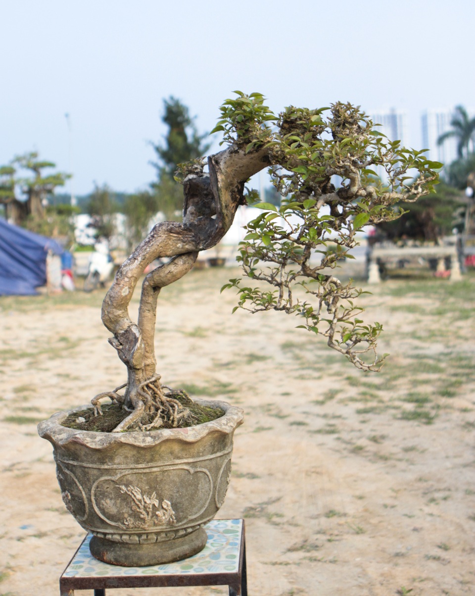 Mãn nhãn với những chậu bonsai mini giá hàng chục triệu đồng - 6 Mãn nhãn với những chậu bonsai mini giá hàng chục triệu đồng - 6