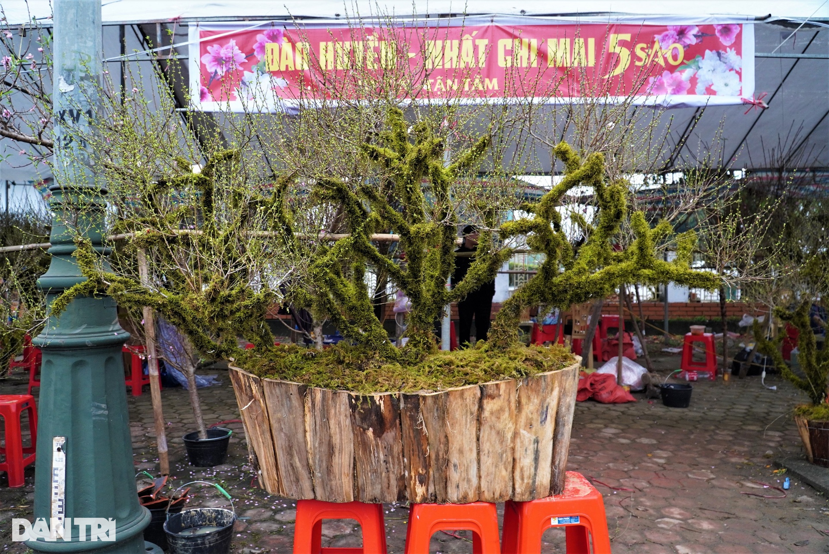 Loài hoa phủ rêu cổ kính trong thập đại danh hoa, giá cả chục triệu đồng - 6 Loài hoa phủ rêu cổ kính trong thập đại danh hoa, giá cả chục triệu đồng - 6