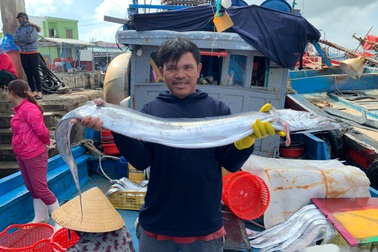 Trúng mẻ cá lớn, ngư dân Lý Sơn "rủng rỉnh" đón Tết