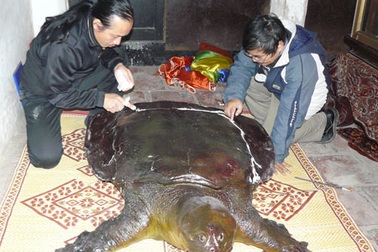 Tu bổ tiêu bản cụ Rùa hồ Gươm 400 năm tuổi