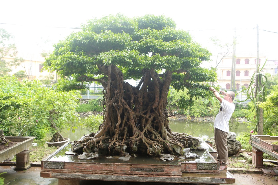 “Báu vật ẩn mình” có tuổi đời 500 năm ở Hà Nội, trả 100 cây vàng không bán - 2 “Báu vật ẩn mình” có tuổi đời 500 năm ở Hà Nội, trả 100 cây vàng không bán - 2