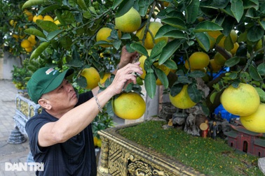 Lão nông đem vườn bưởi tiền tỷ ra vỉa hè Hà Nội bán Tết sớm