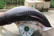 Trắm đen khổng lồ to hơn người: Huyền thoại "thủy quái" hồ Thác Bà