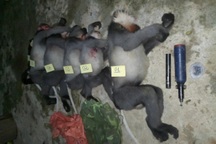 Đã xác định được hai đối tượng bắn hạ 5 con voọc quý hiếm