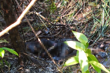 Thi thể cháy đen trong rừng ở Lâm Đồng là bác sĩ