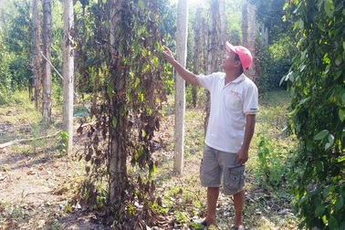 Mất trắng hàng trăm triệu đồng vì cây tiêu chết hàng loạt