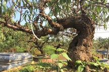 Tết này, đào Thất Thốn sẽ không tăng giá?