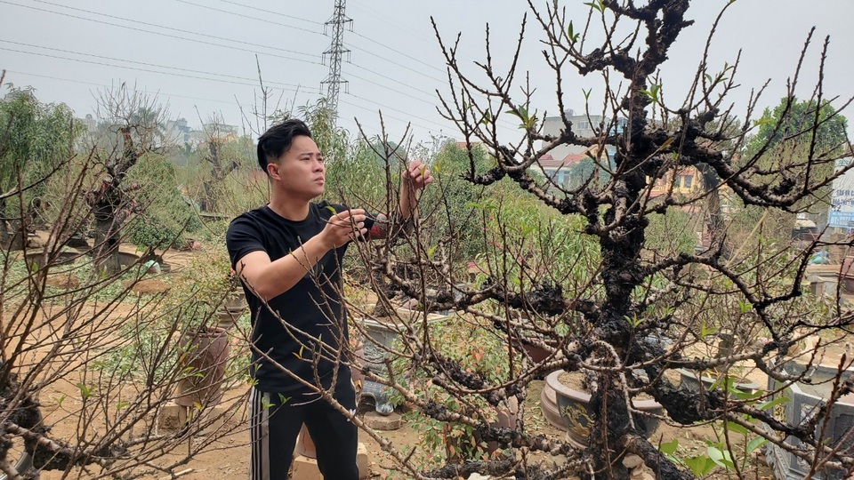Người làm nghề trồng đào Nhật Tân lo cho vụ mùa dịp Tết Nguyên đán - 3 Người làm nghề trồng đào Nhật Tân lo cho vụ mùa dịp Tết Nguyên đán - 3