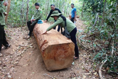 Cách tất cả chức vụ trong Đảng với chủ tịch xã đưa gỗ lậu về làm của riêng