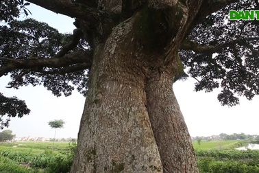 Hà Nội: Cây trôi "cô đơn" nghìn năm tuổi, báu vật của làng Bình Đà