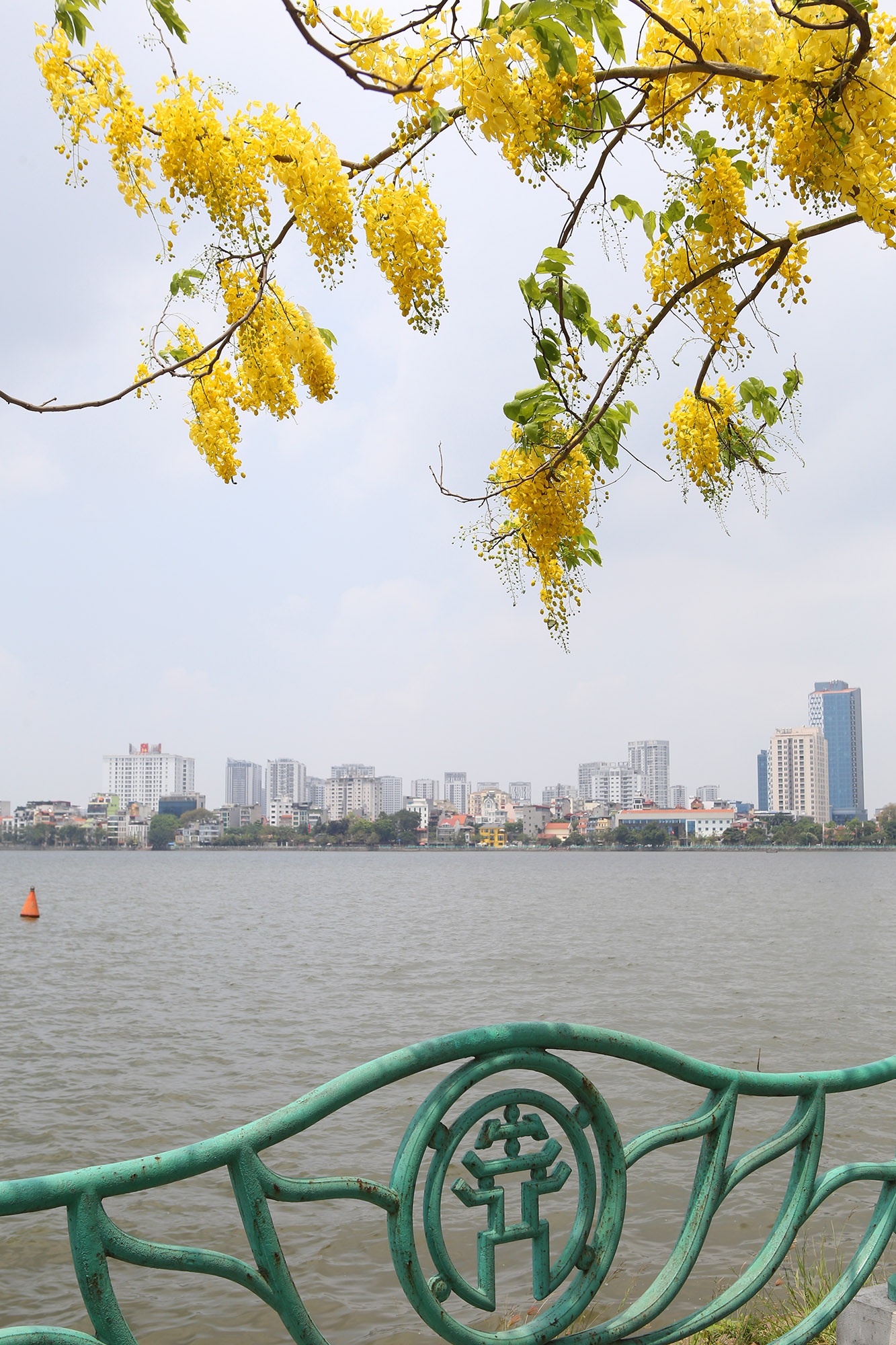 Hồ Tây thơ mộng trong sắc hoa muồng hoàng yến - 12 Hồ Tây thơ mộng trong sắc hoa muồng hoàng yến - 12