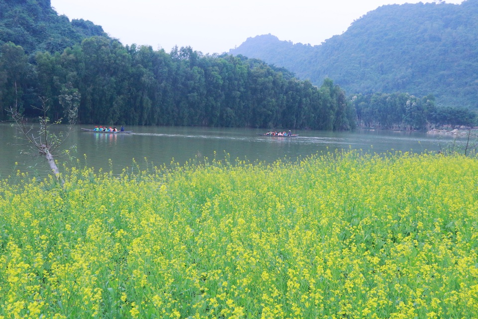 Vườn hoa cải rực vàng đẹp mê hồn khiến du khách nao lòng ở Thung Nham - 2 Vườn hoa cải rực vàng đẹp mê hồn khiến du khách nao lòng ở Thung Nham - 2