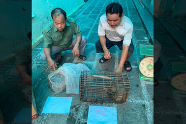 Bắt giam 2 đối tượng mua bán trái phép 2 con tê tê java