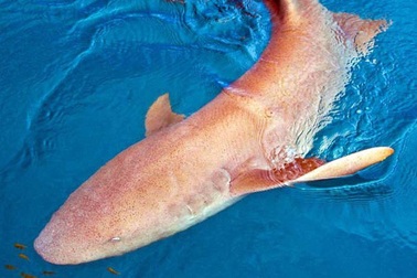 Cá mập con chưa sinh đã có thể bơi… giữa các tử cung và ăn thịt anh chị em
