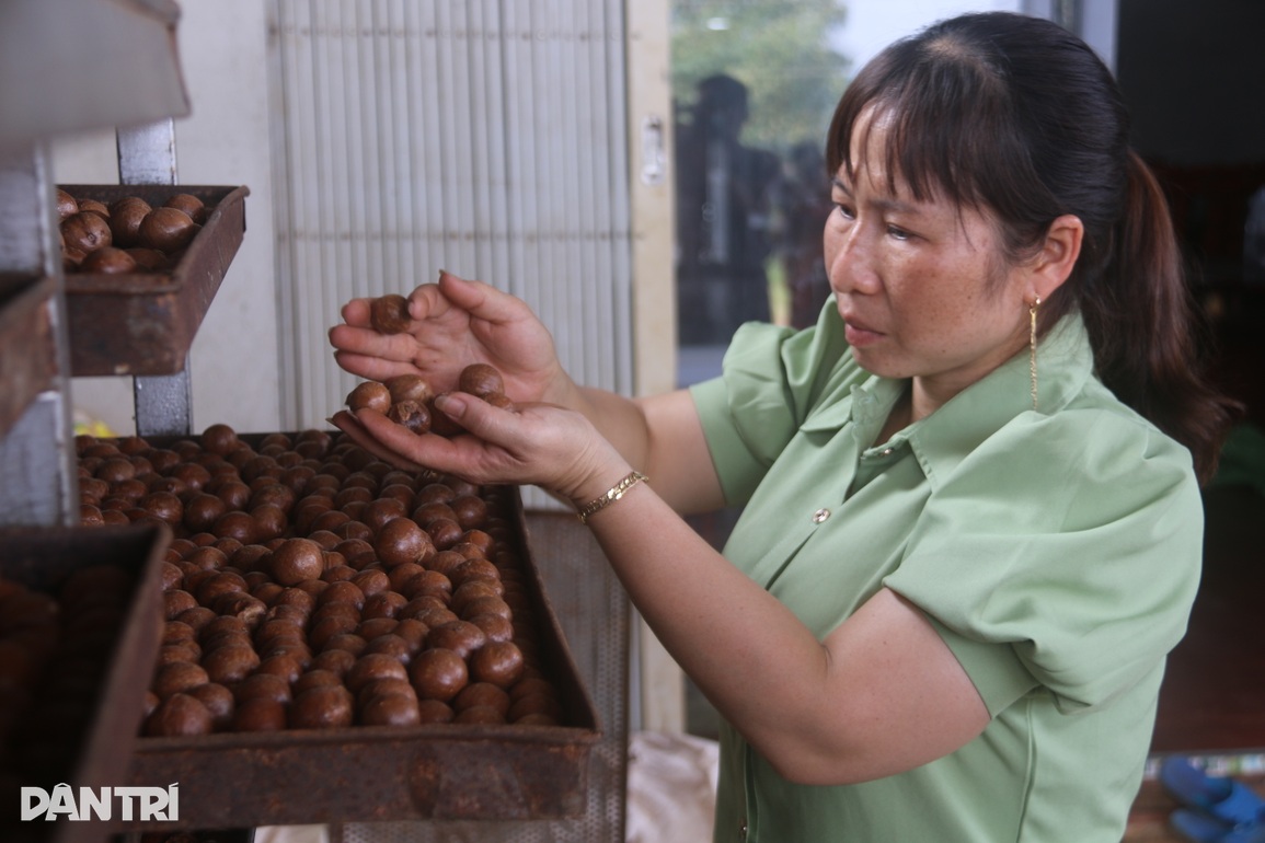 Dân vùng biên sống khỏe nhờ nữ hoàng của các loại hạt - 4 Dân vùng biên sống khỏe nhờ nữ hoàng của các loại hạt - 4