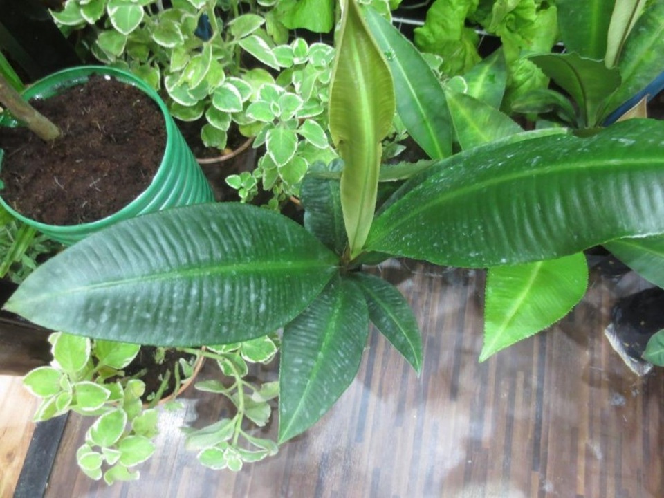 Labisia pumila - Liệu pháp cho phái đẹp - 1 Labisia pumila - Liệu pháp cho phái đẹp - 1