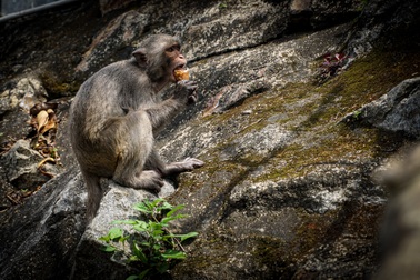 Khỉ ở Sơn Trà từ "chủ nhà" thành "kẻ ăn xin"