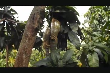 Vườn xoài nổi chữ Vạn - Sự - Như - Ý của anh Huỳnh Thanh Khoa