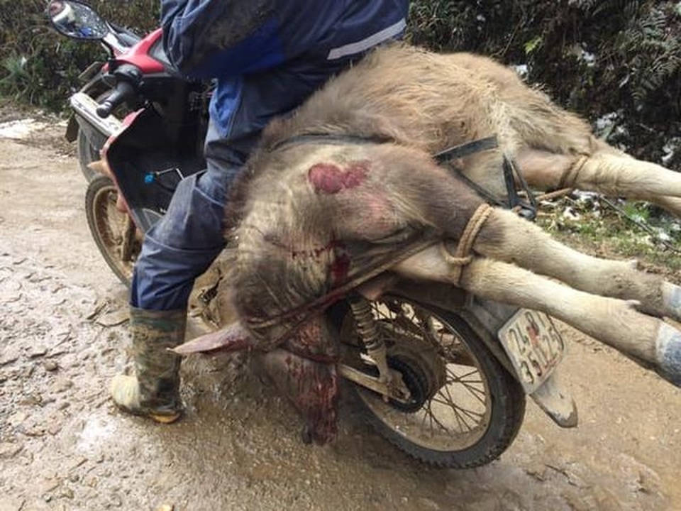 Hình ảnh đẹp nhưng buồn sau trận mưa tuyết ở vùng cao Ý Tý - 13