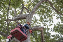 Vì sao TPHCM chưa siêu âm để phát hiện cây gãy nhánh trên toàn địa bàn?