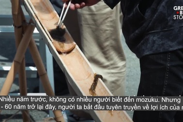 Khám phá cách trồng và thu hoạch loại tảo trị ung thư dưới đáy biển của ngư