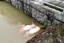 Hơn 100 xác lợn chết xuất hiện trên kênh, mương thủy lợi