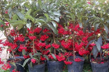 Những loại cây mang tài lộc vào nhà