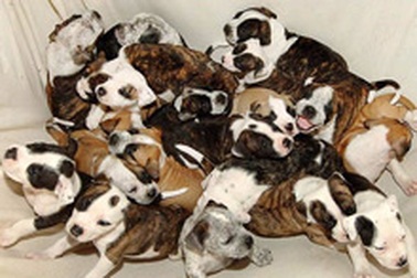 Anh: Chó đẻ 20 con một lứa