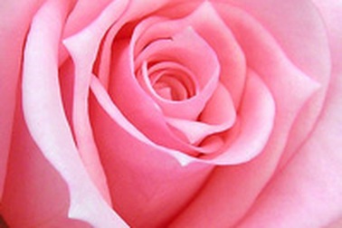 Hoa hồng giúp giảm đau khớp