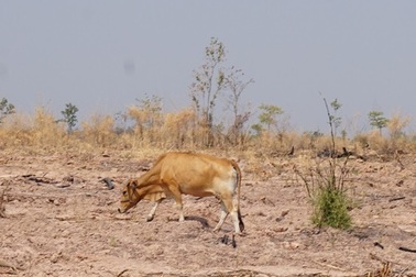 Oằn mình trong hạn hán khốc liệt