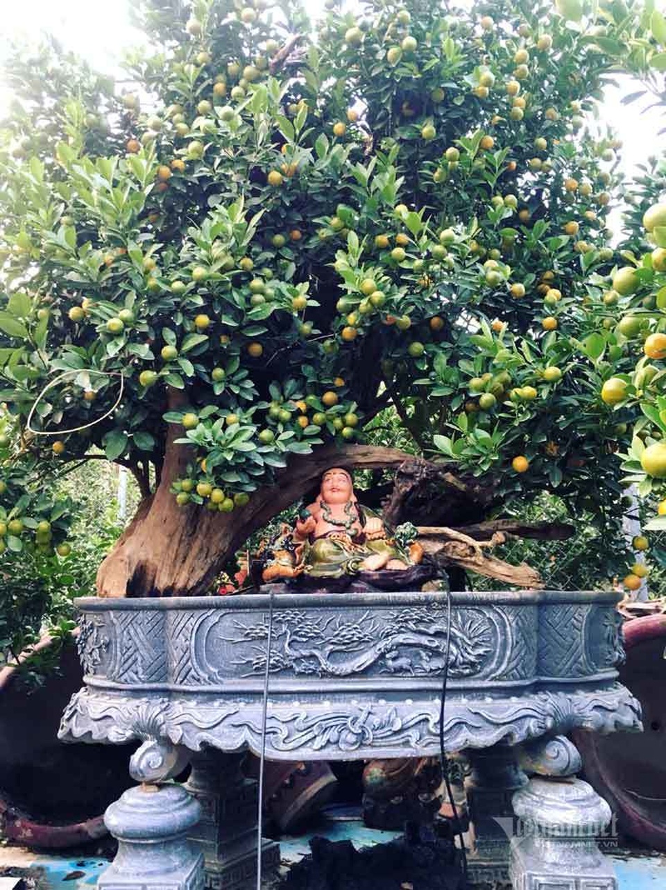 Thân cây xác khô đẻ trăm quả vàng, đại gia rút tiền mua chơi Tết sớm - 1 Thân cây xác khô đẻ trăm quả vàng, đại gia rút tiền mua chơi Tết sớm - 1