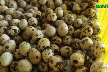 Cử nhân bỏ việc về quê nuôi chim cút, thu tiền tỷ mỗi năm