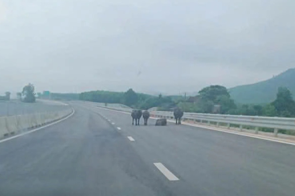 Đàn trâu tung tăng trên cao tốc Hàm Nghi - Vũng Áng - 1 Đàn trâu tung tăng trên cao tốc Hàm Nghi - Vũng Áng - 1