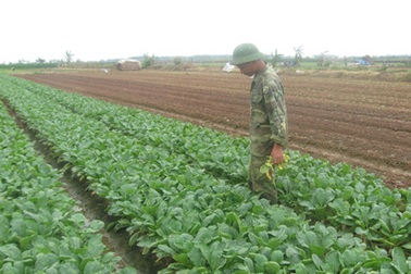 Vì sao rau sạch không sạch? 