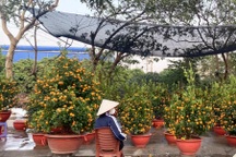 Đào, quất ế ẩm ngày 29 Tết, tiểu thương "xả hàng" mong sớm về quê