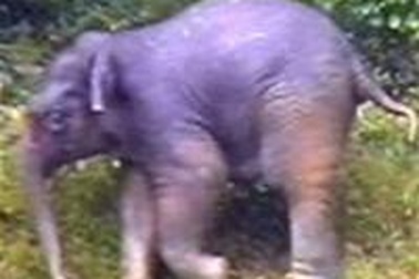 Voi rừng quật đổ cột viễn thông