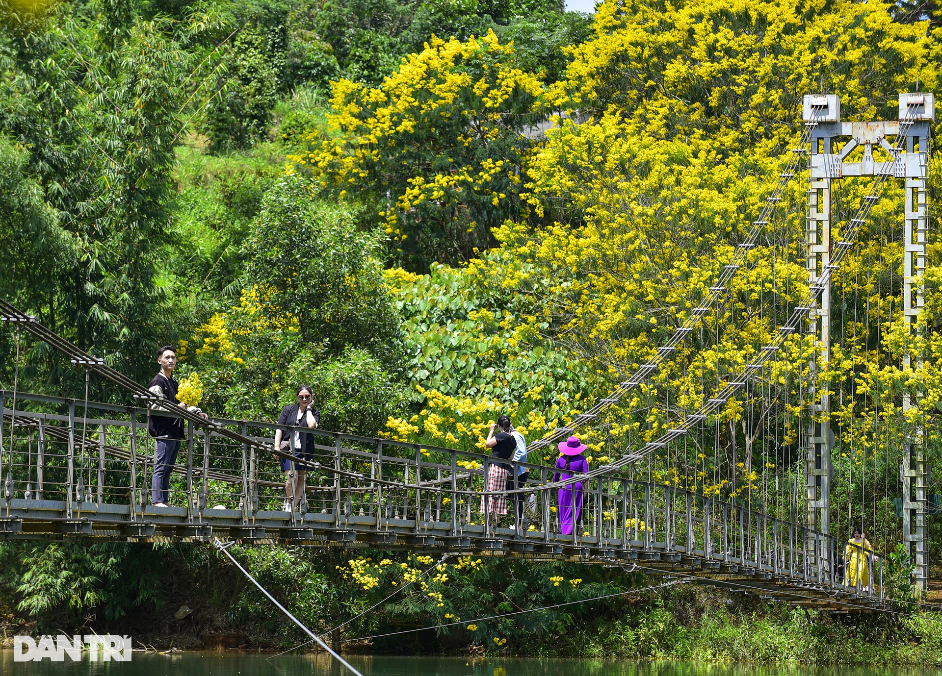 Yellow poinciana flowers bloom on both sides of the suspension bridge in Dak Nong - 3