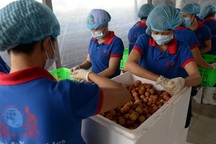 AFP: Trung Quốc đang “làm khó” vải thiều Việt Nam