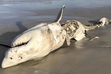 Khắc tinh khiến "hung thần đại dương" chỉ còn xác không nội tạng