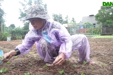 Bà con nông dân vừa xuống giống hoa Tết vừa thấp thỏm lo âu