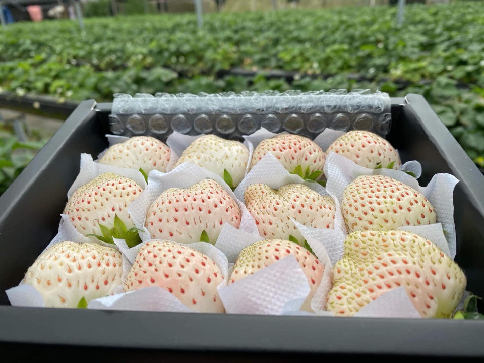 Dân du lịch thi nhau săn dâu Bạch Tuyết 2 triệu/kg ở Đà Lạt - 10 Dân du lịch thi nhau săn dâu Bạch Tuyết 2 triệu/kg ở Đà Lạt - 10