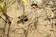 Thực hư thông tin người dân phát hiện hổ đi lạc ở Phú Thọ