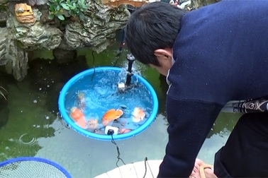 Dân chơi cá cảnh “méo mặt” vì giá rét