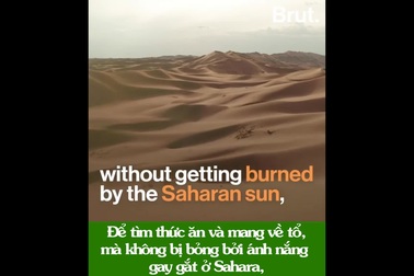 Loài kiến nhanh nhất thế giới: Đạt tốc độ 645 km/giờ nếu lớn bằng con người!