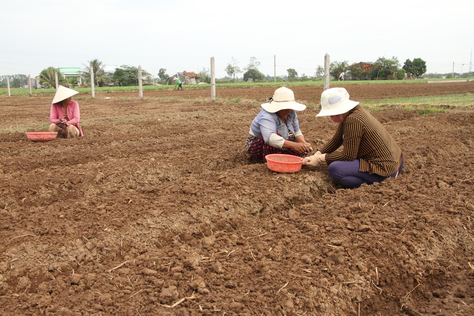 Người trồng hành tím kỳ vọng kiếm 20 triệu đồng tiền lãi vụ giáp Tết - 1 Người trồng hành tím kỳ vọng kiếm 20 triệu đồng tiền lãi vụ giáp Tết - 1