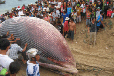 Cá voi nặng 7 tấn lụy tại Tuy Phong