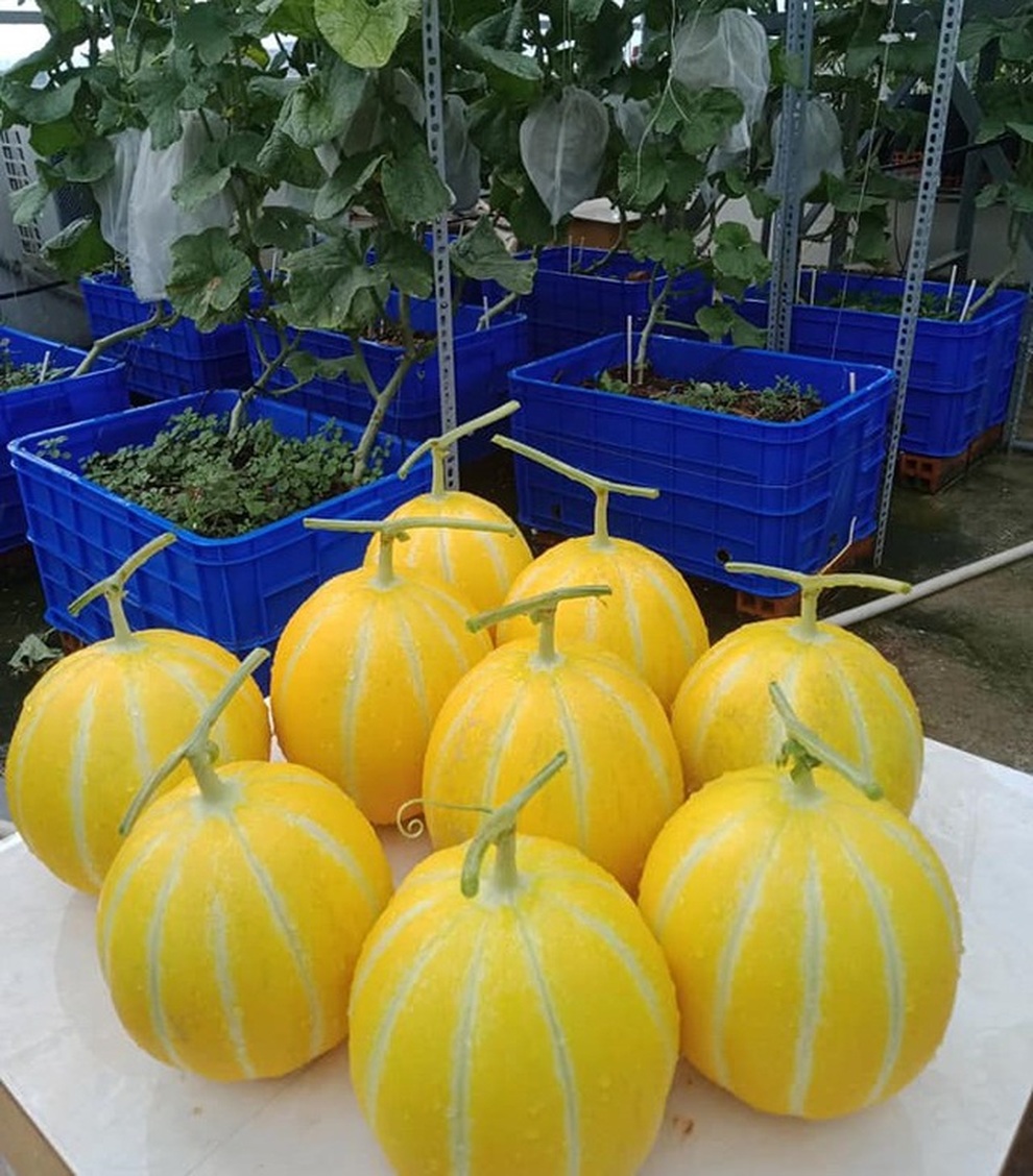 Những vườn trái cây sai trĩu trên sân thượng, gia chủ thu hoạch mỏi tay - 15 Những vườn trái cây sai trĩu trên sân thượng, gia chủ thu hoạch mỏi tay - 15